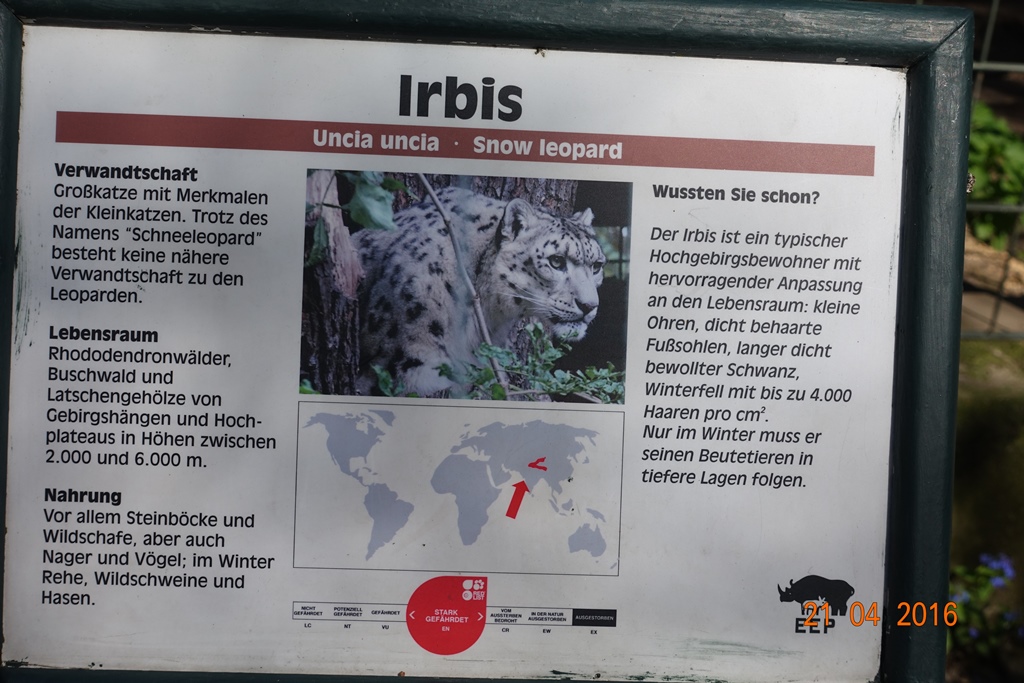 Snow leopard 21.4.16