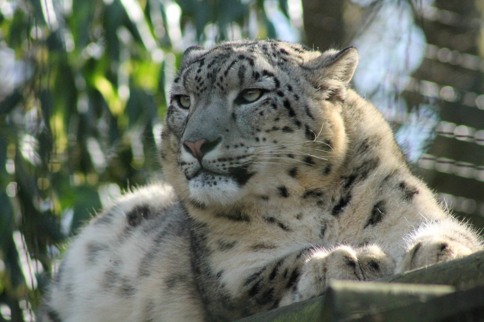Snow Leopard - 21st Feb 2014