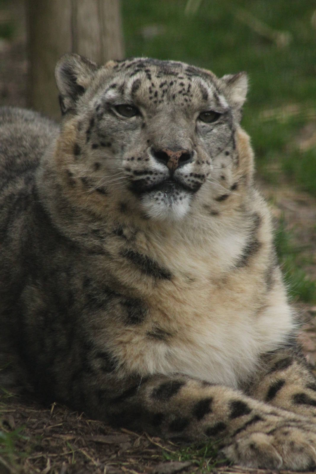 Snow Leopard - 21st March 2015