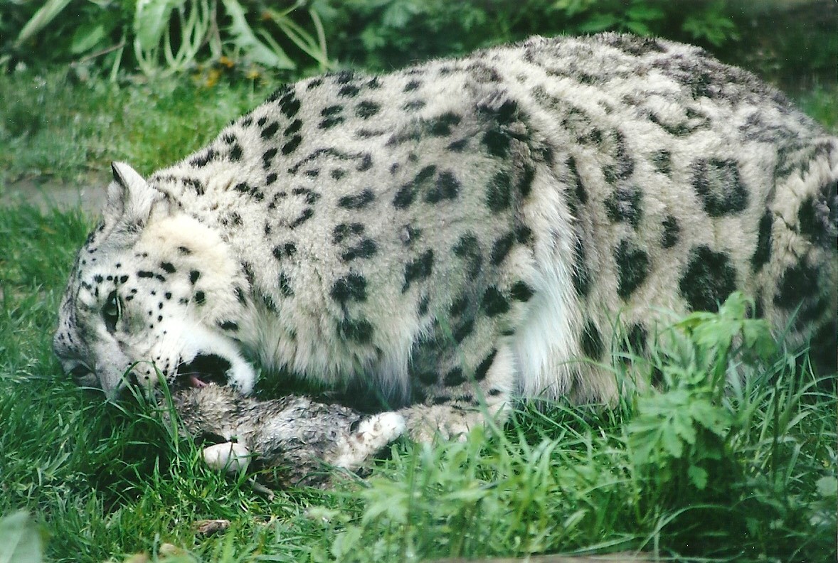 Snow Leopard 21st May 2013