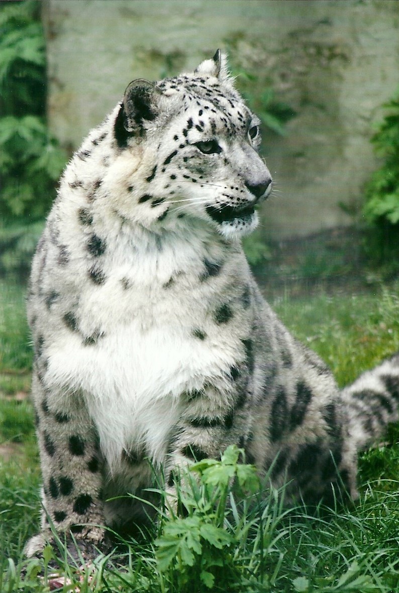 Snow Leopard 21st May 2013