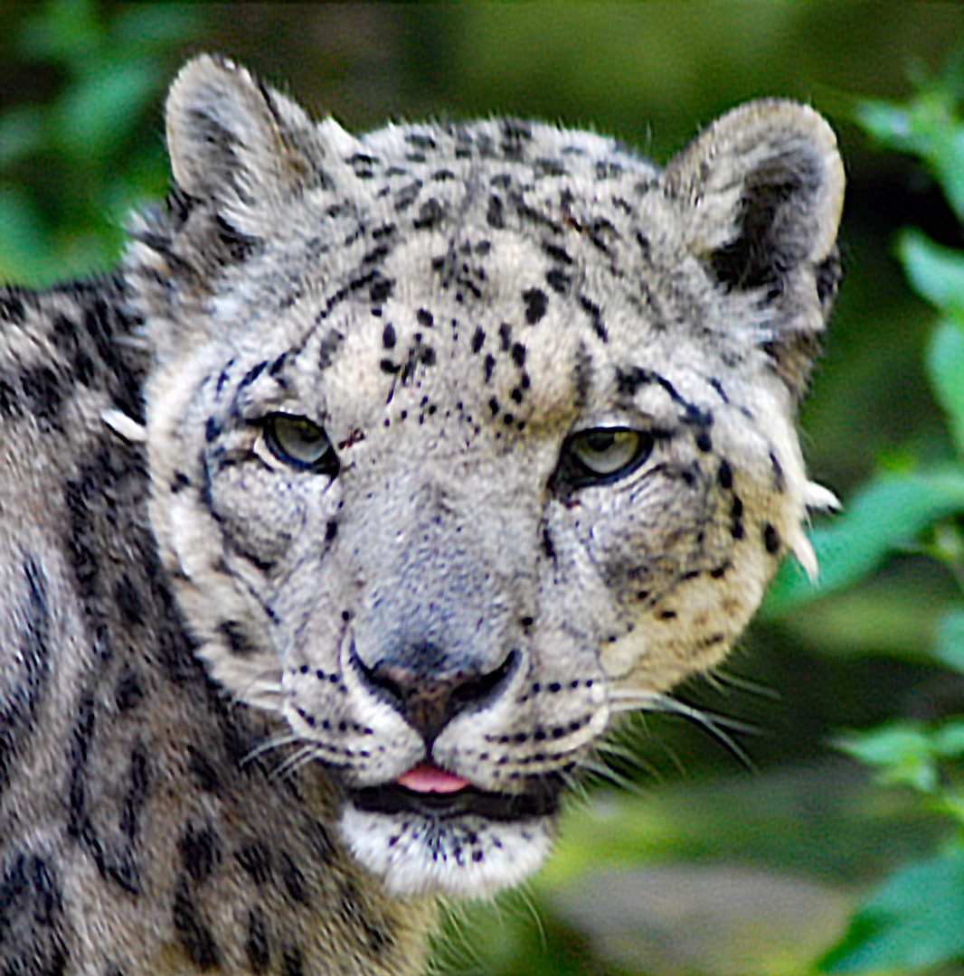 SNOW LEOPARD 23 09 2009