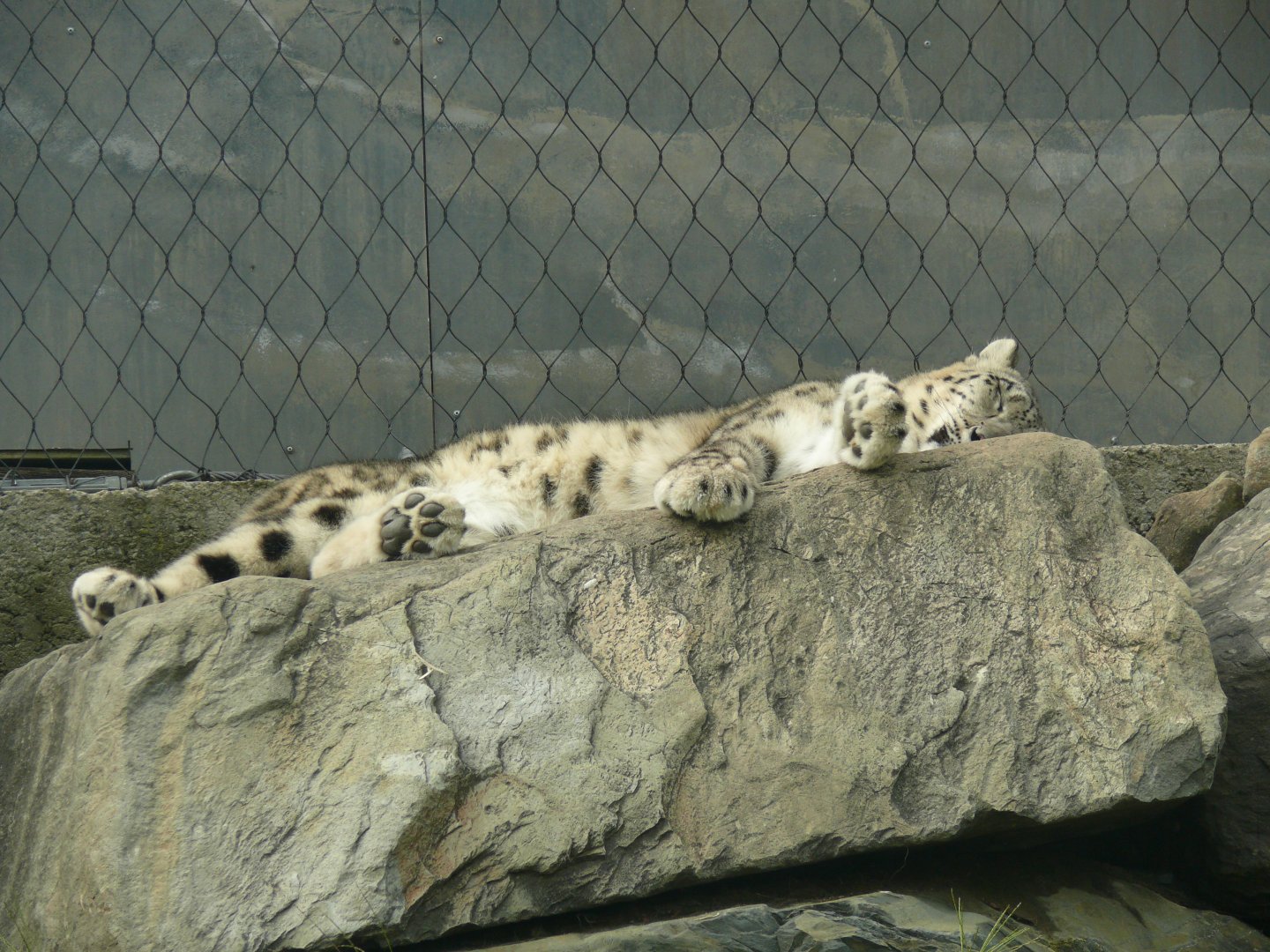 Snow Leopard - 24-08-2020