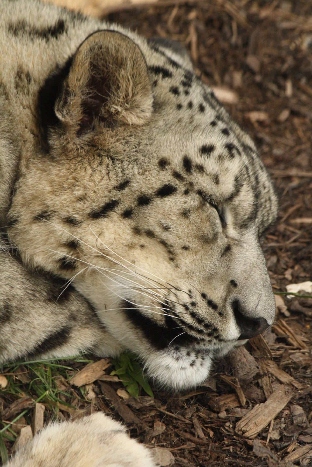 Snow leopard 24 August 2010