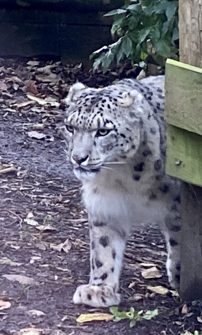 Snow leopard 241122