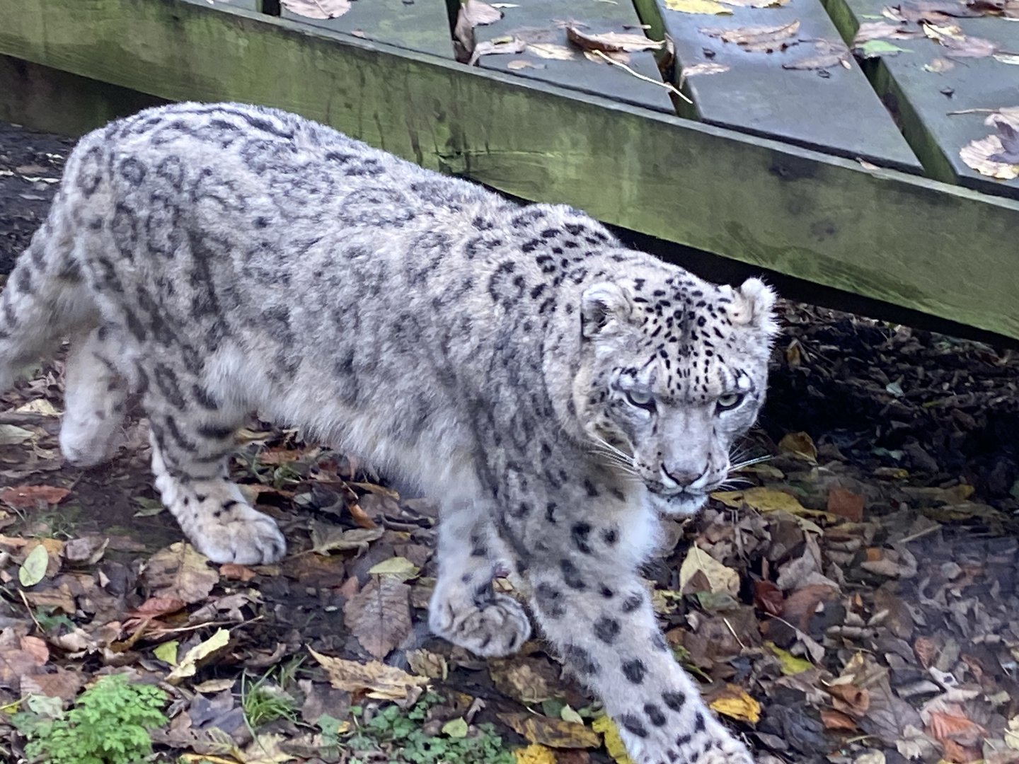 Snow leopard 241122