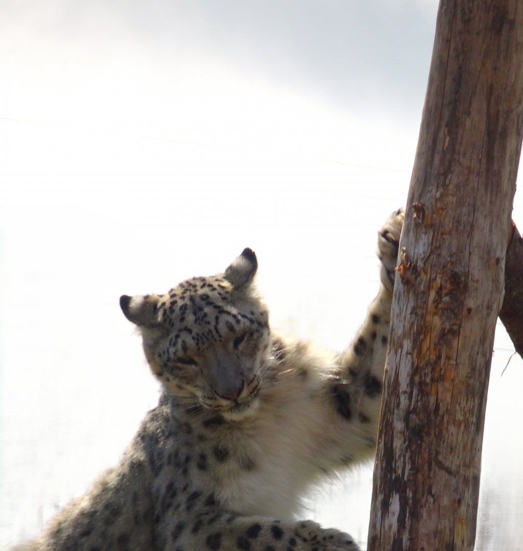 Snow Leopard         25 May 20255