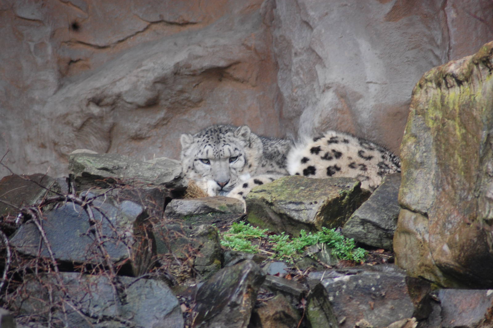 Snow Leopard 27-02-2011