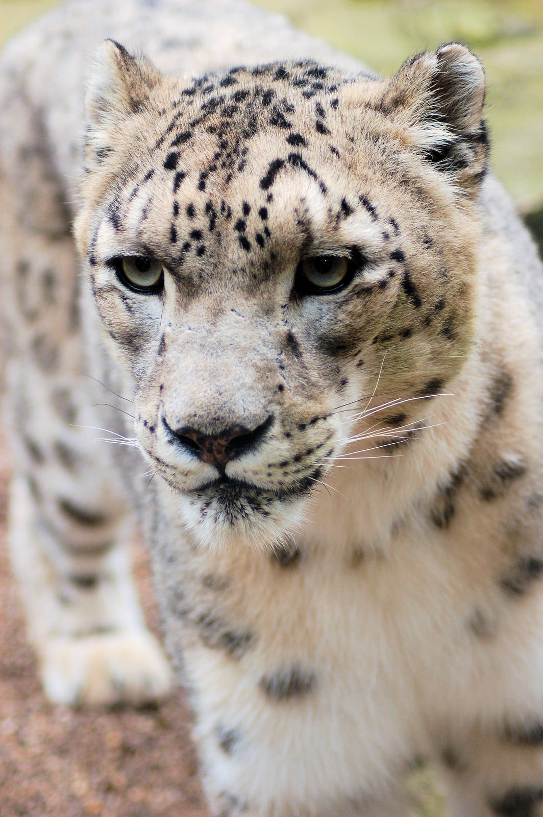 snow leopard 27.09.09