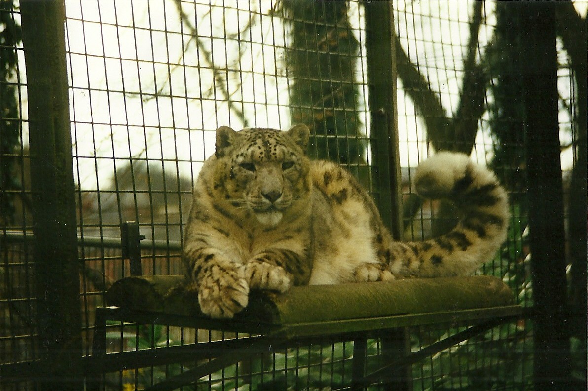 Snow Leopard 27th March 1999