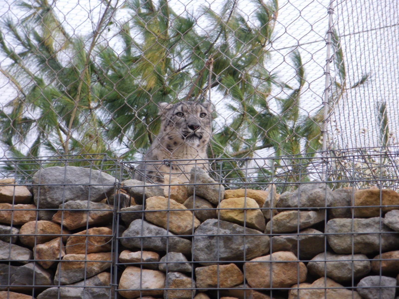 Snow Leopard - 28.10.2010