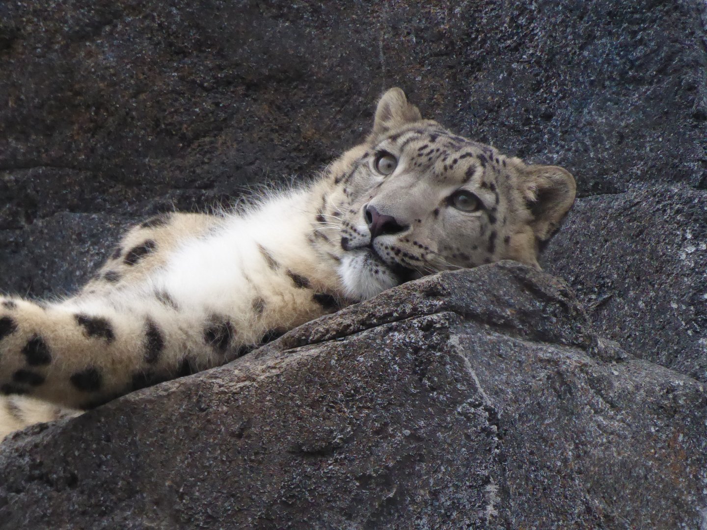 Snow leopard 280118