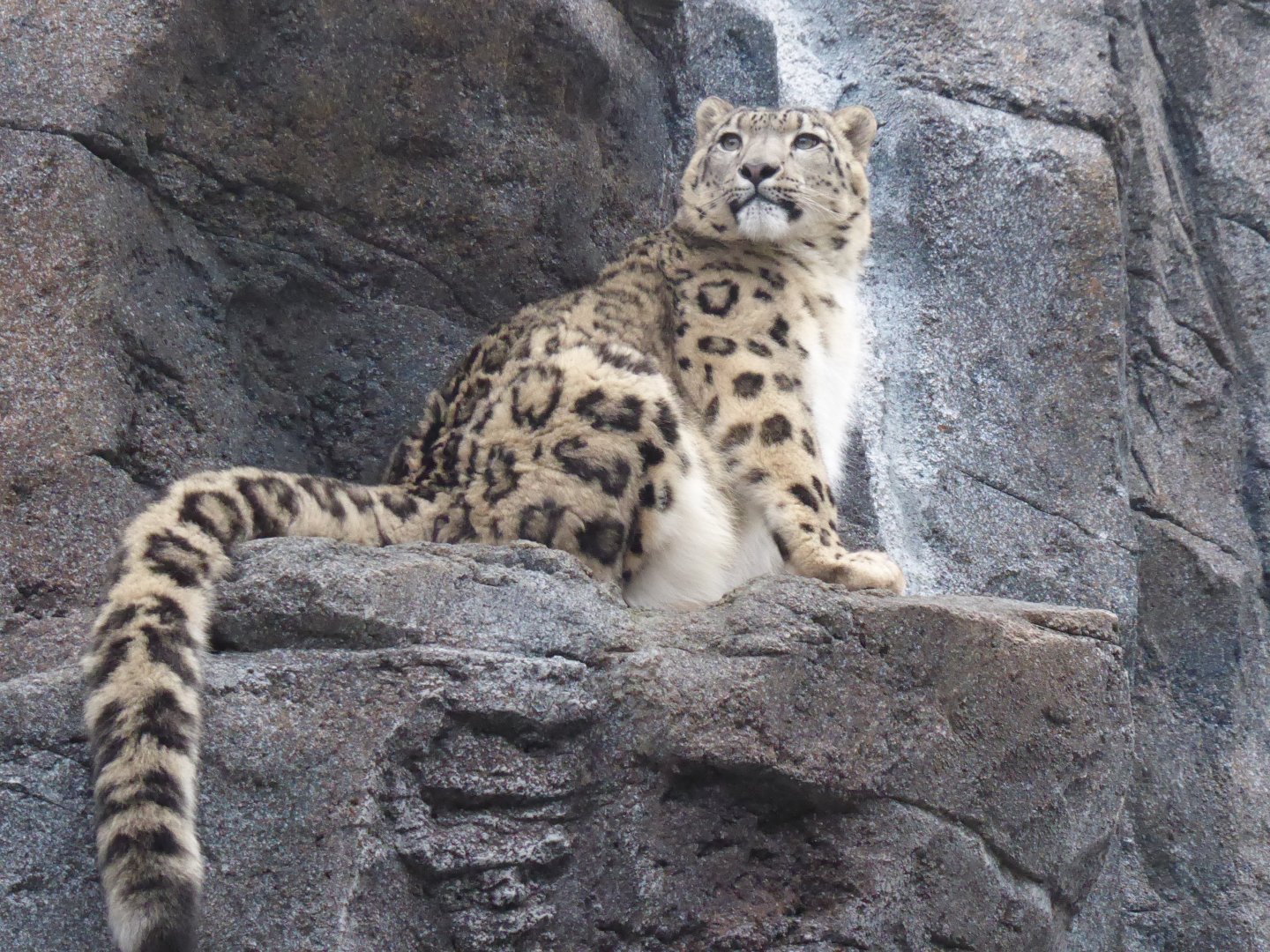 Snow leopard 280118