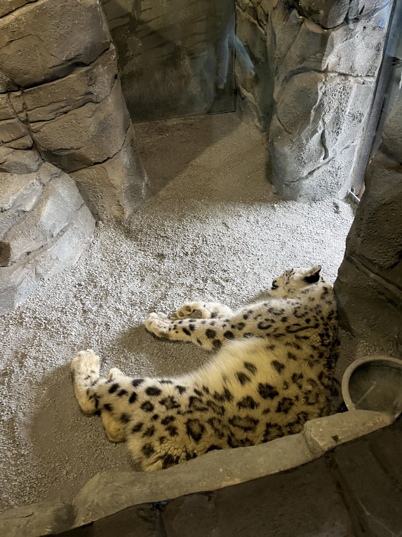 Snow leopard 29.6.24