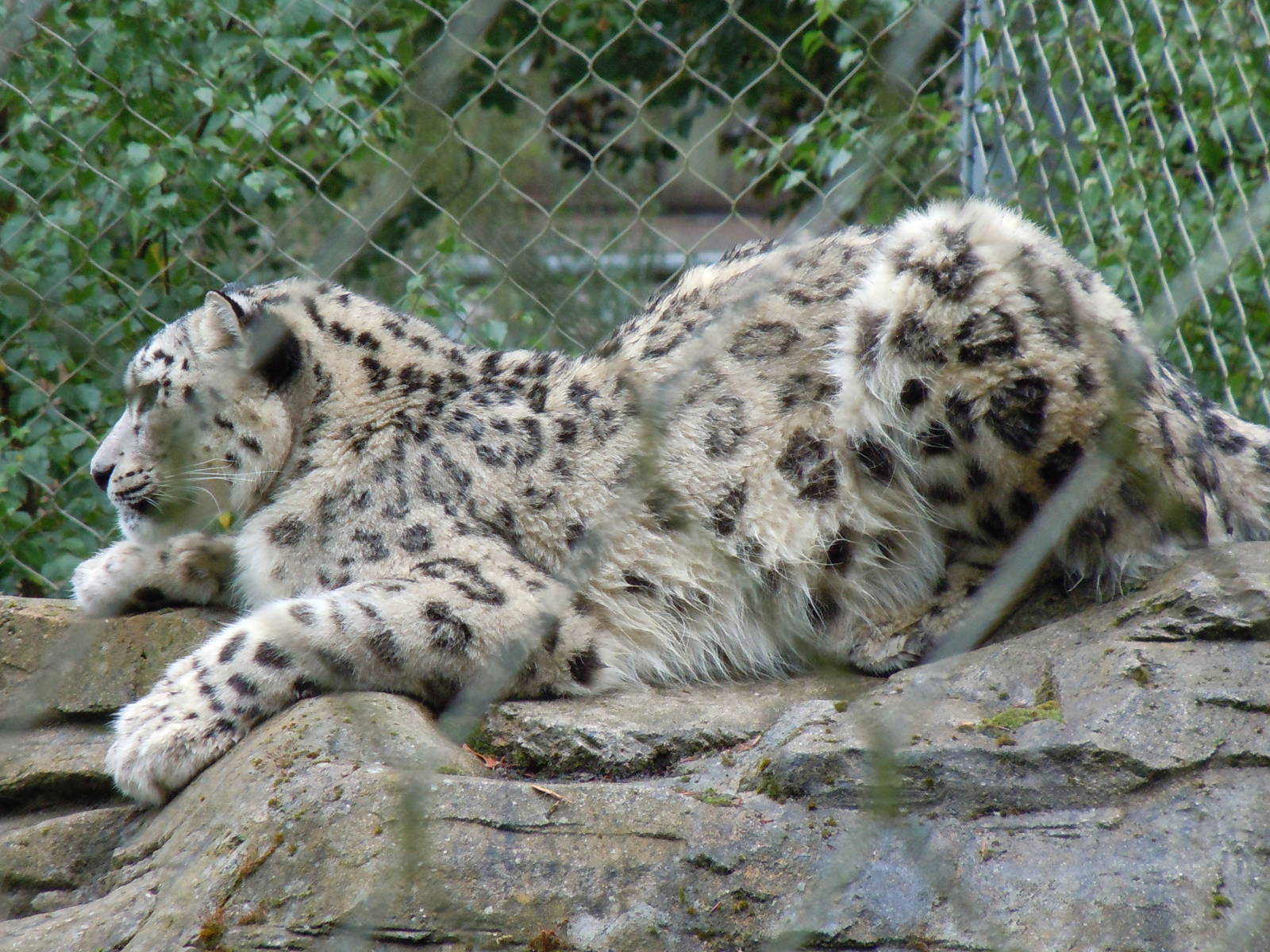 snow leopard 3 08/10