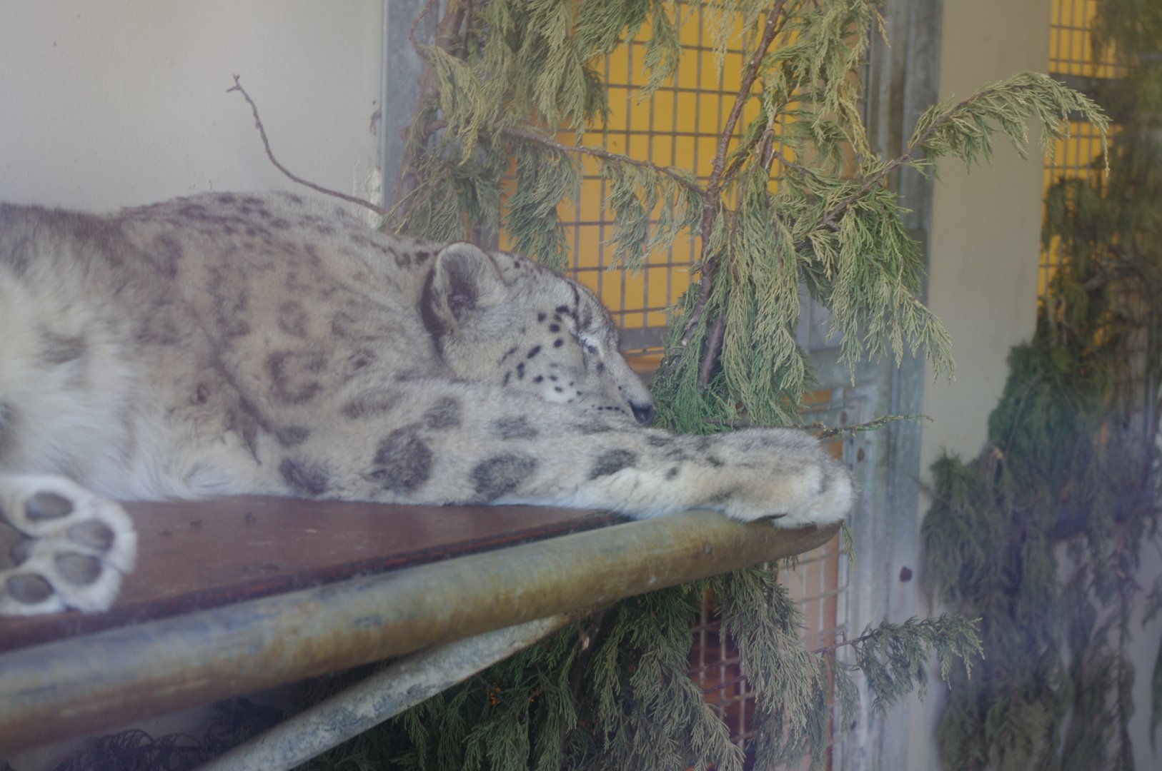 Snow Leopard- 3/6/2022