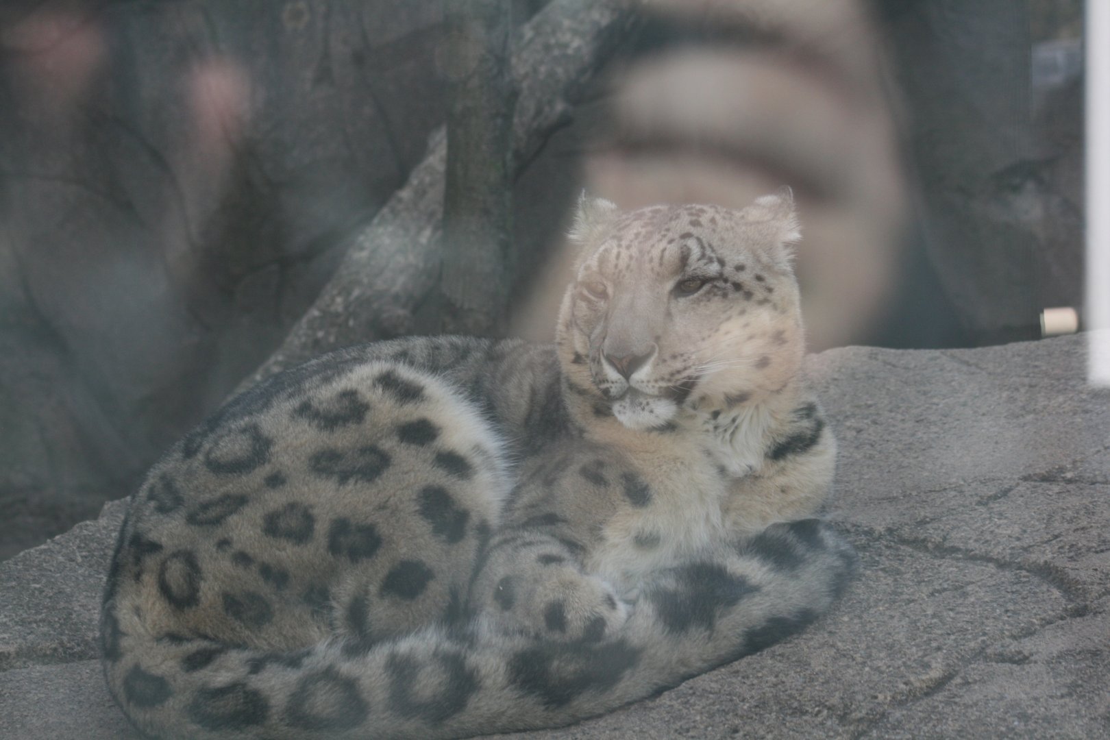 Snow Leopard(3/9/2025)