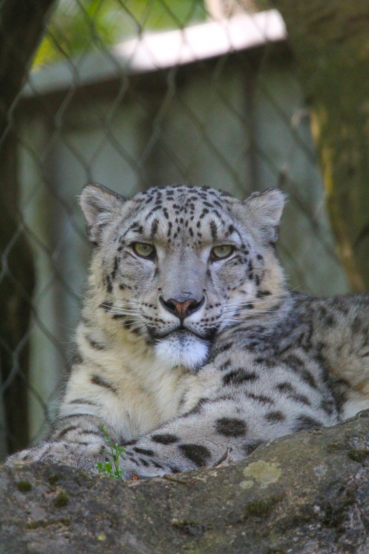 Snow Leopard- 30th April 2025