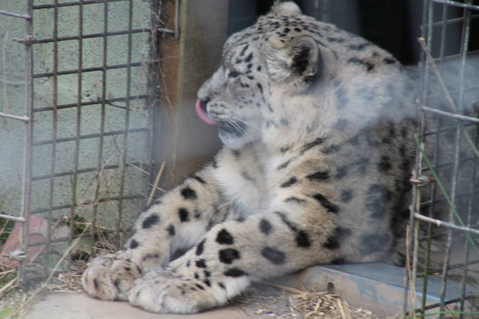Snow Leopard - 4th April 2013
