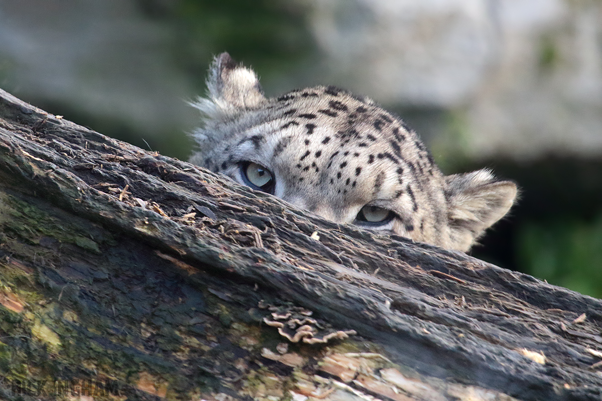 Snow Leopard -  4th January 2020