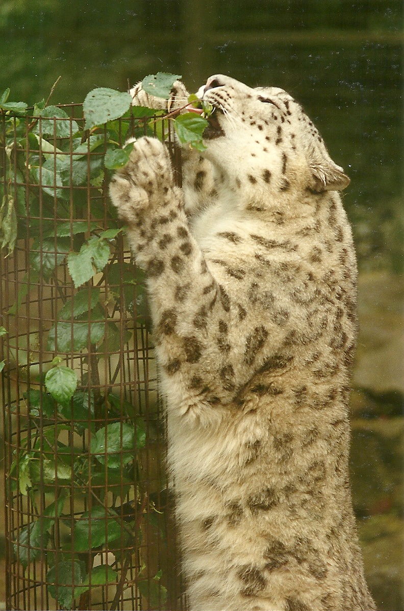 Snow Leopard 4th June 1994