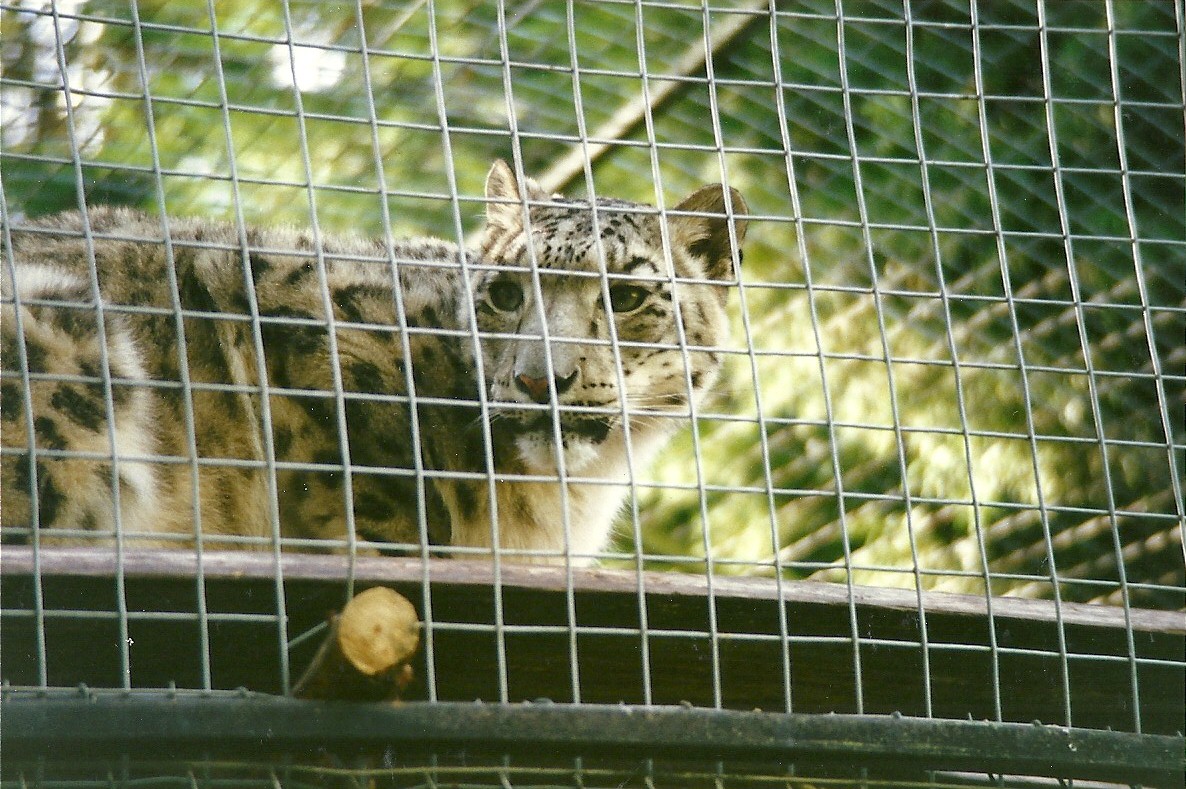 Snow Leopard 4th October 1995
