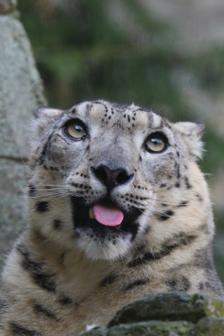 Snow Leopard- 4th September 2024