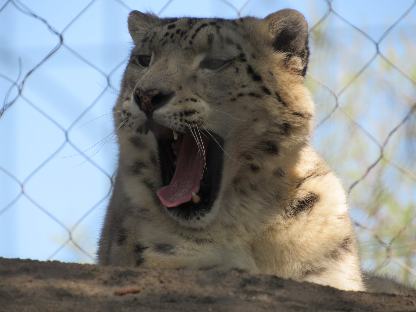 Snow Leopard - 5/9/23