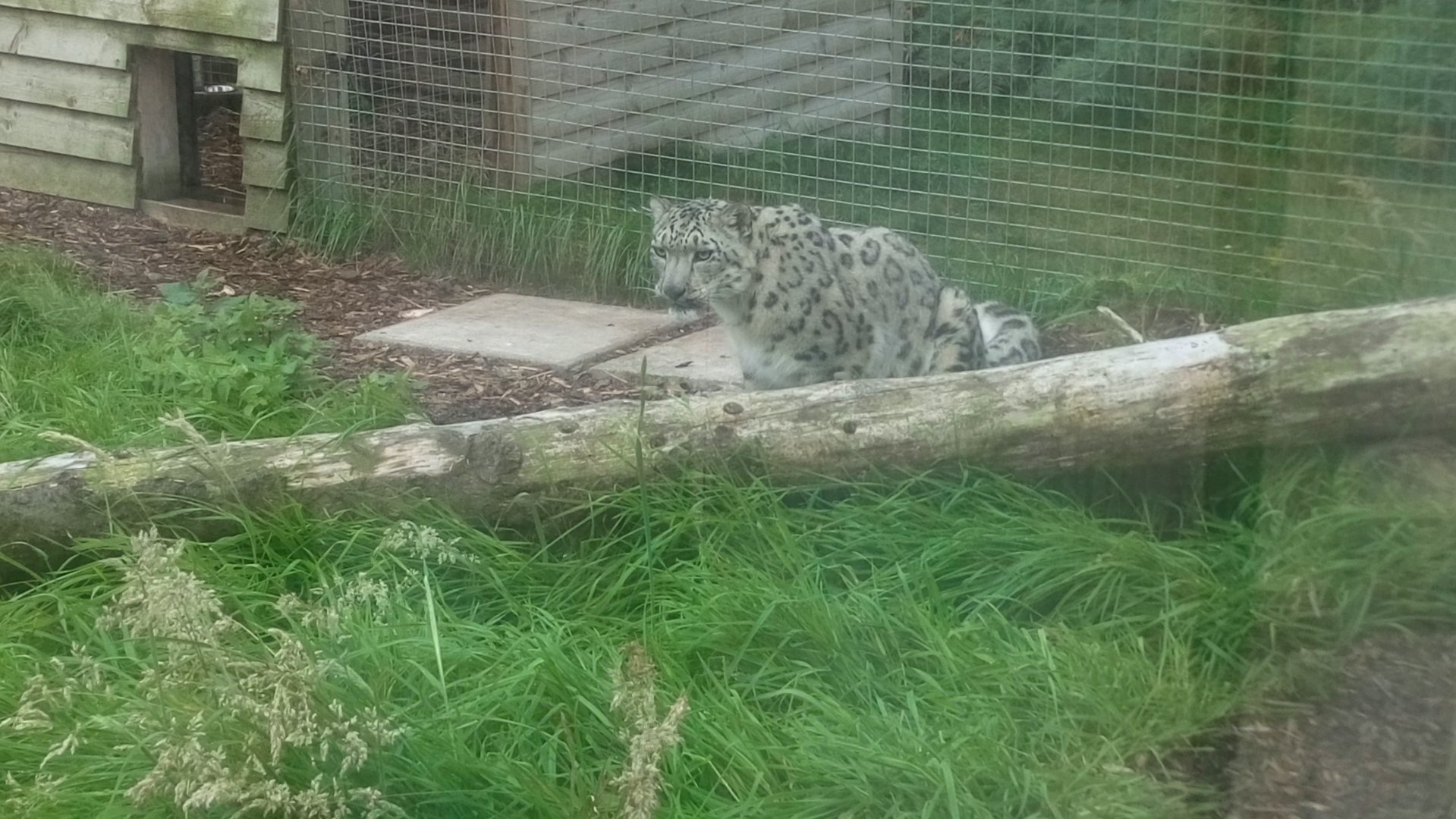 Snow Leopard 6/9/21