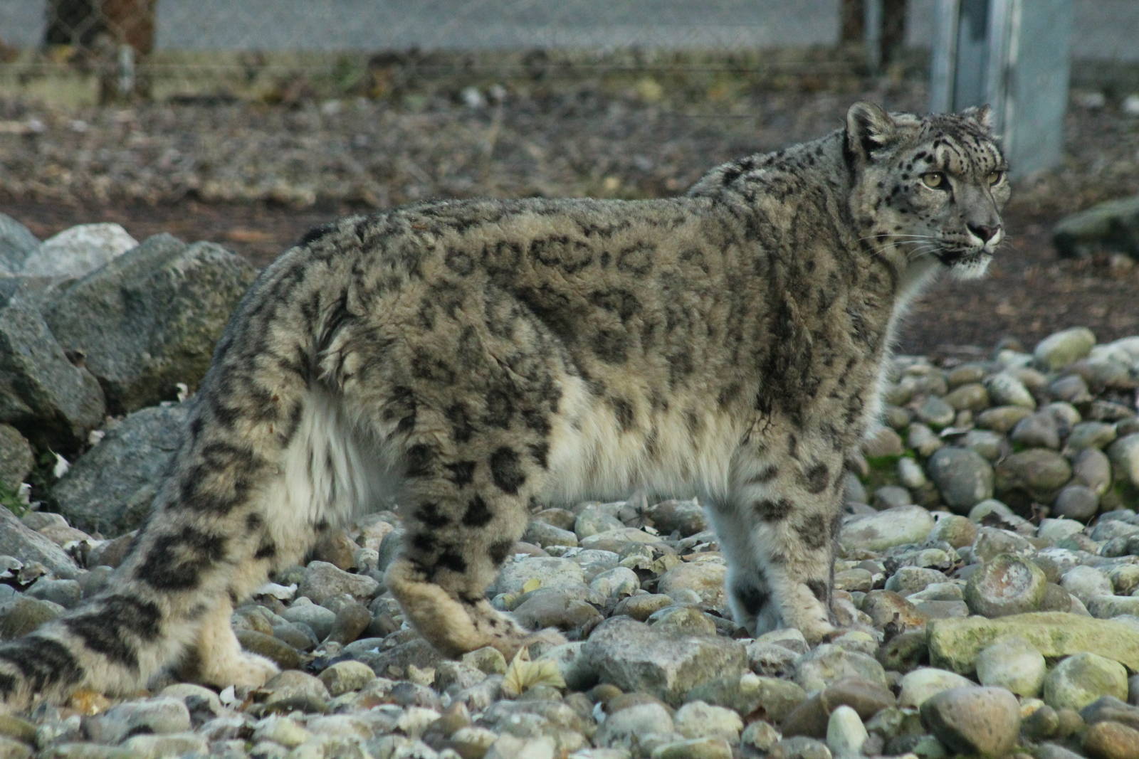 Snow Leopard - 6th Dec 2013