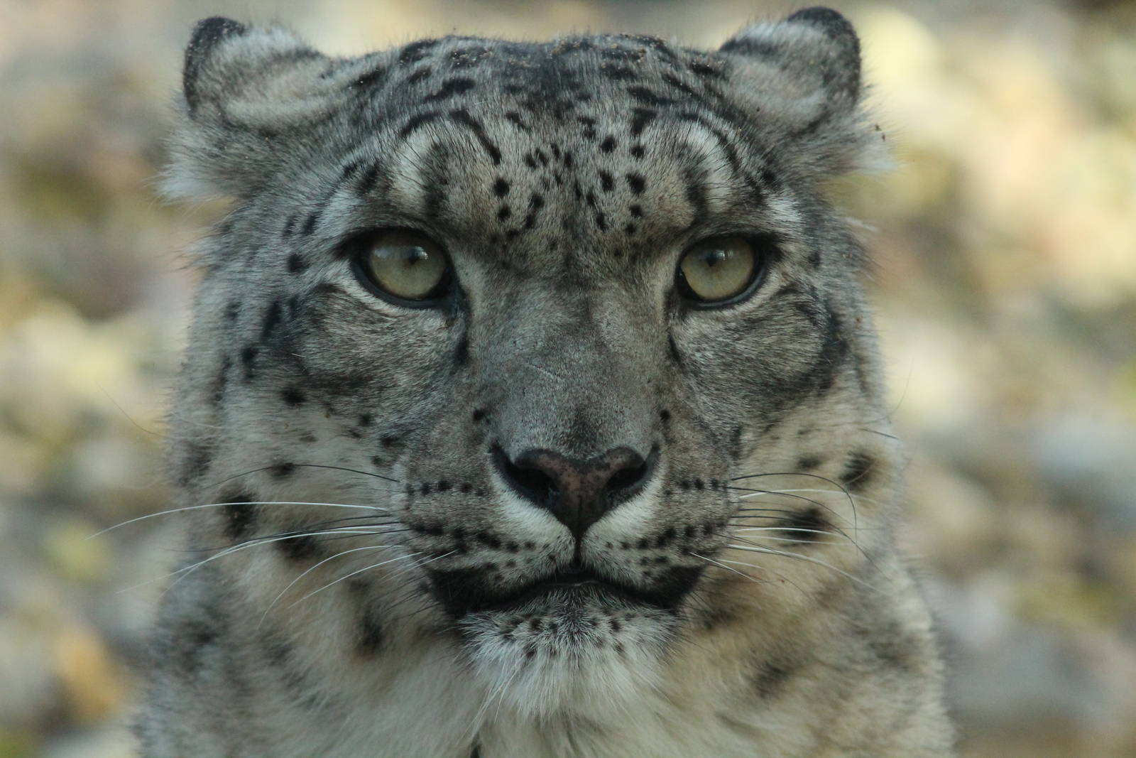 Snow Leopard - 6th Dec 2013