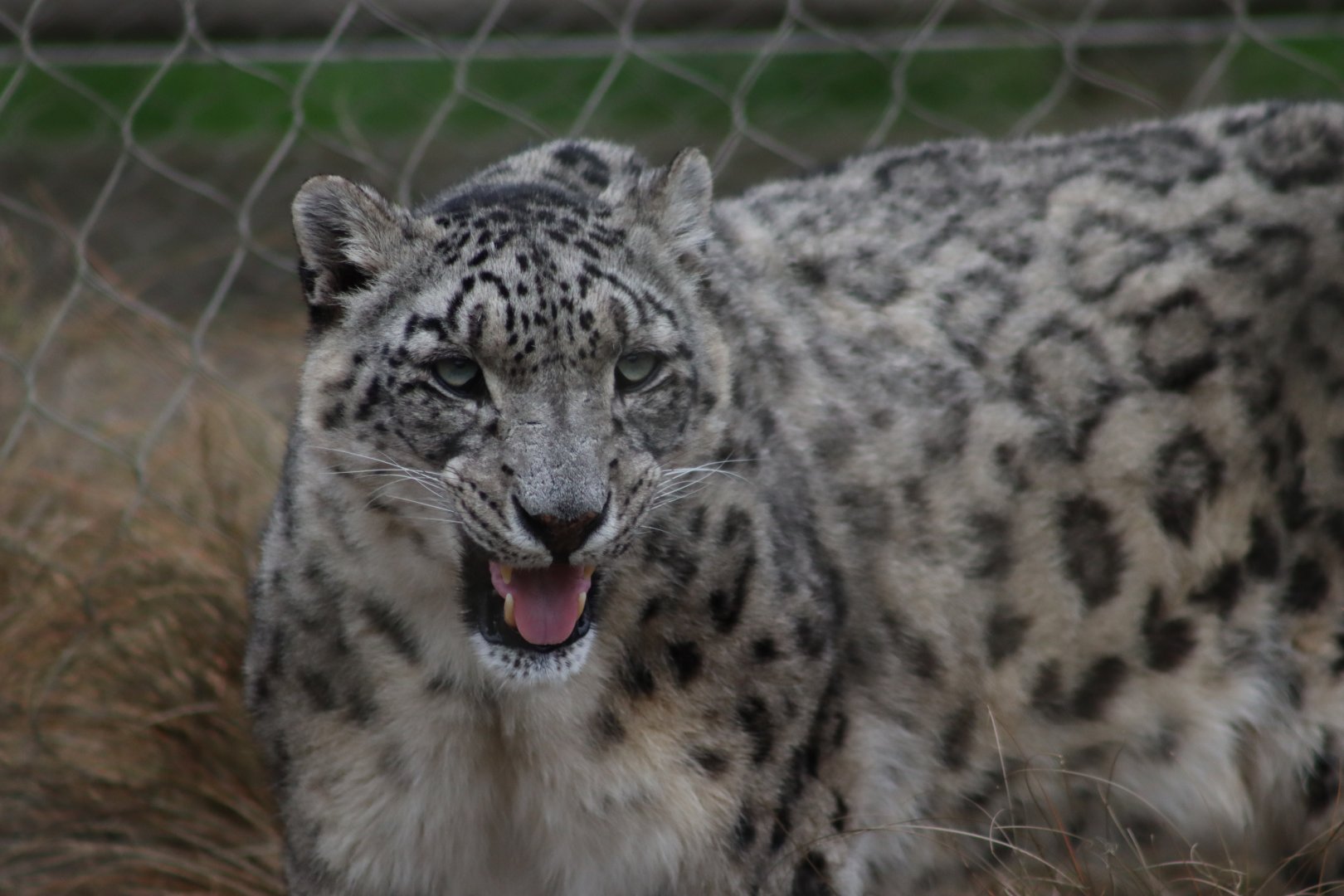 Snow Leopard - 7 September 2020