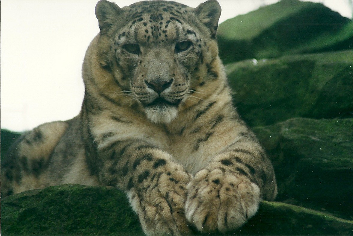 Snow Leopard 8th March 2000