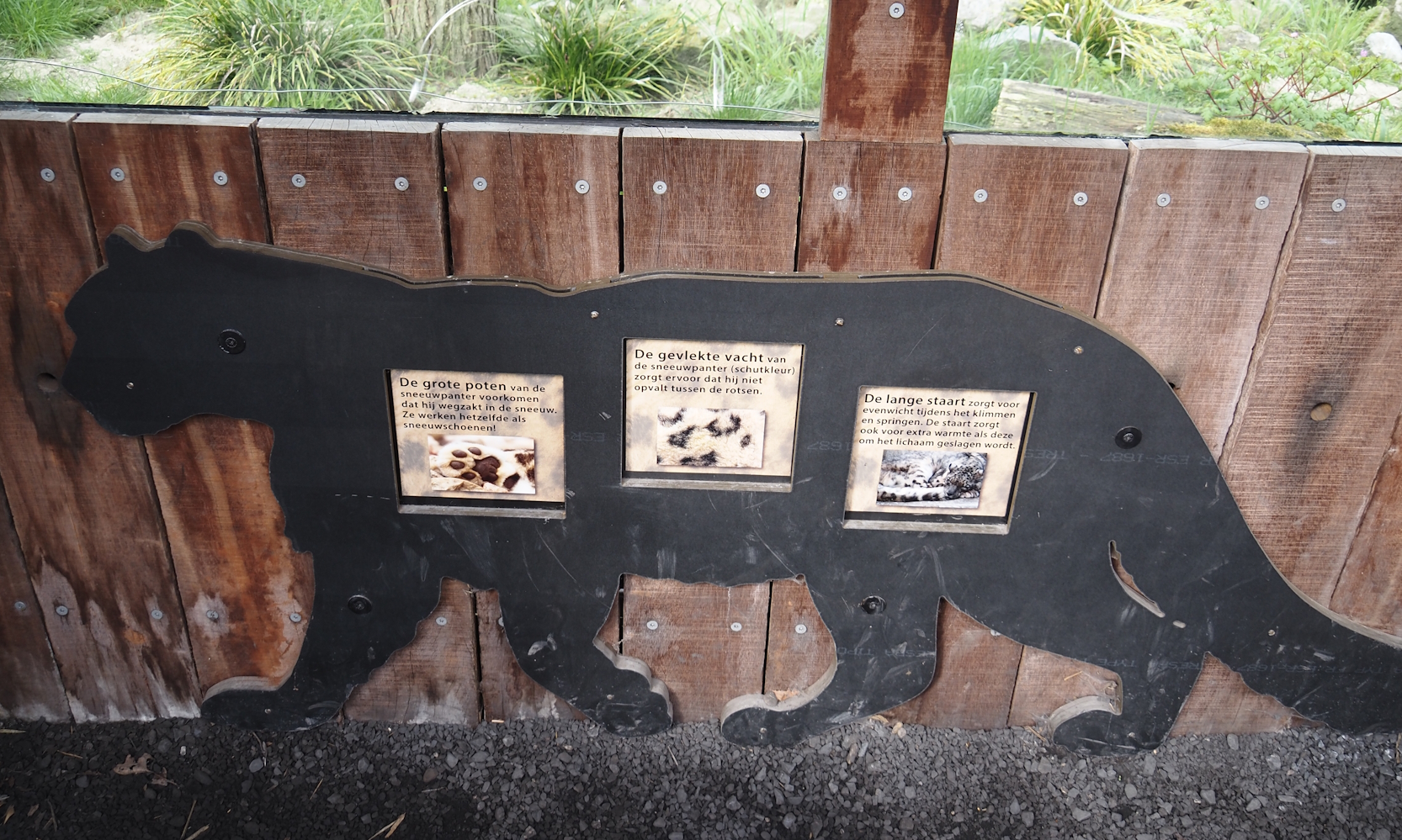 Snow leopard adaptations signage, 2024-04-14