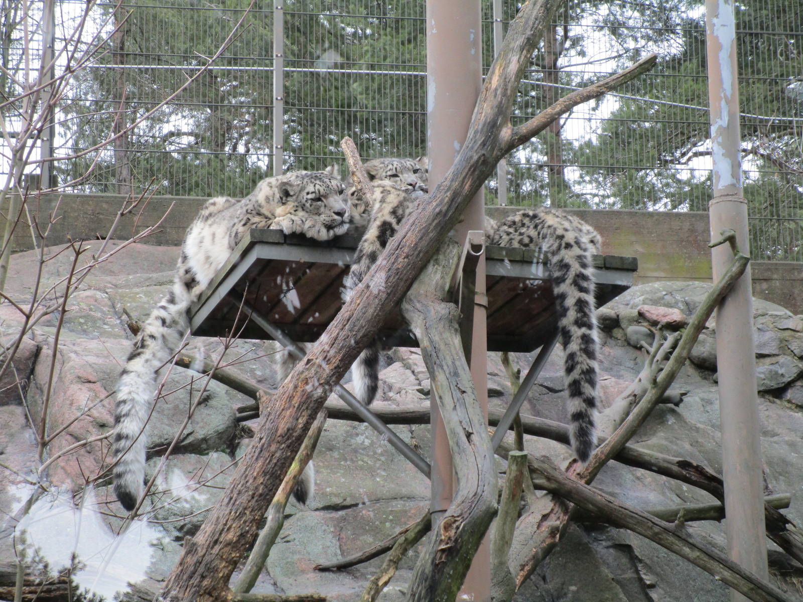 Snow Leopard Adult and Cubs