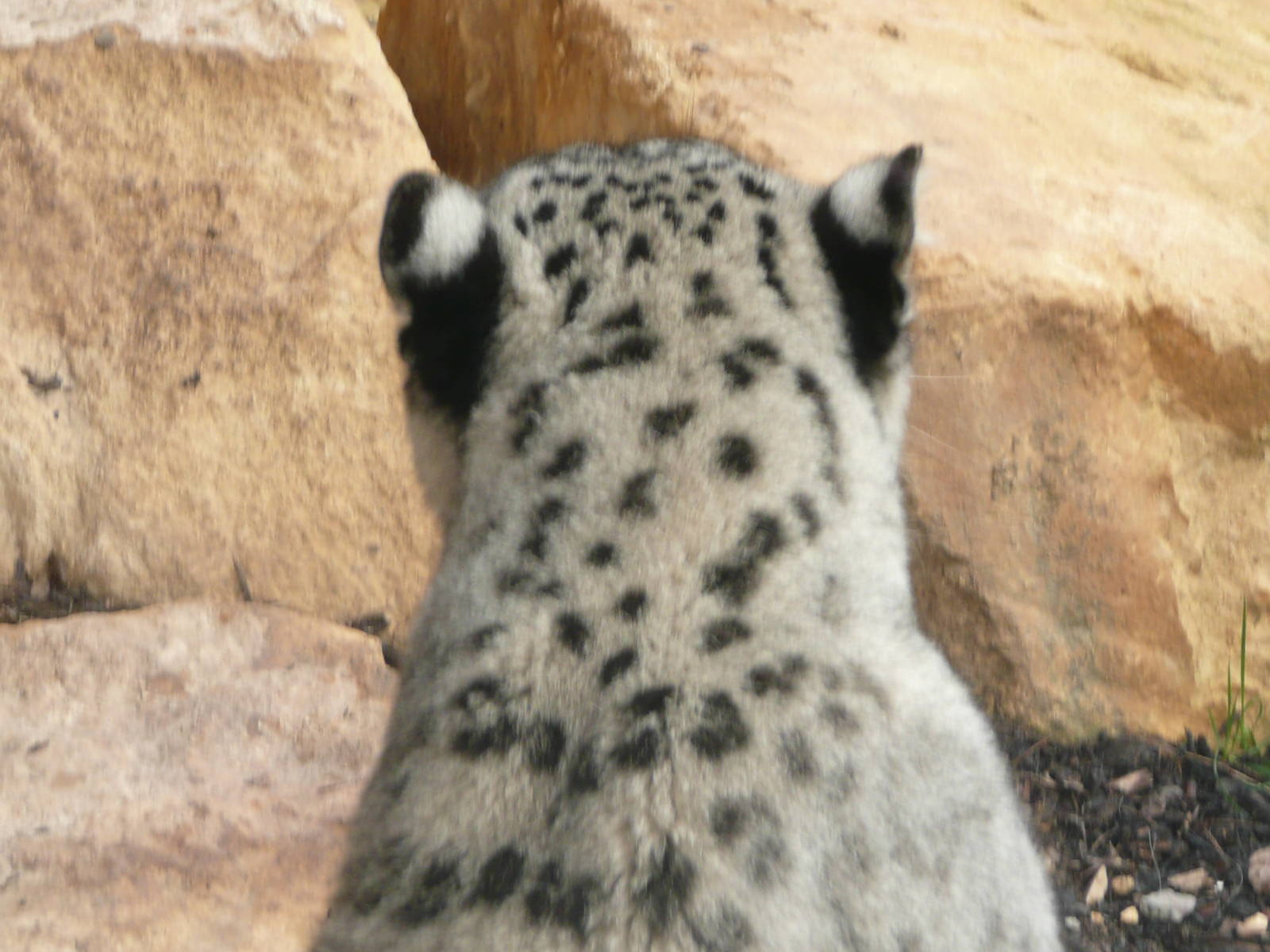 Snow Leopard - alternative view
