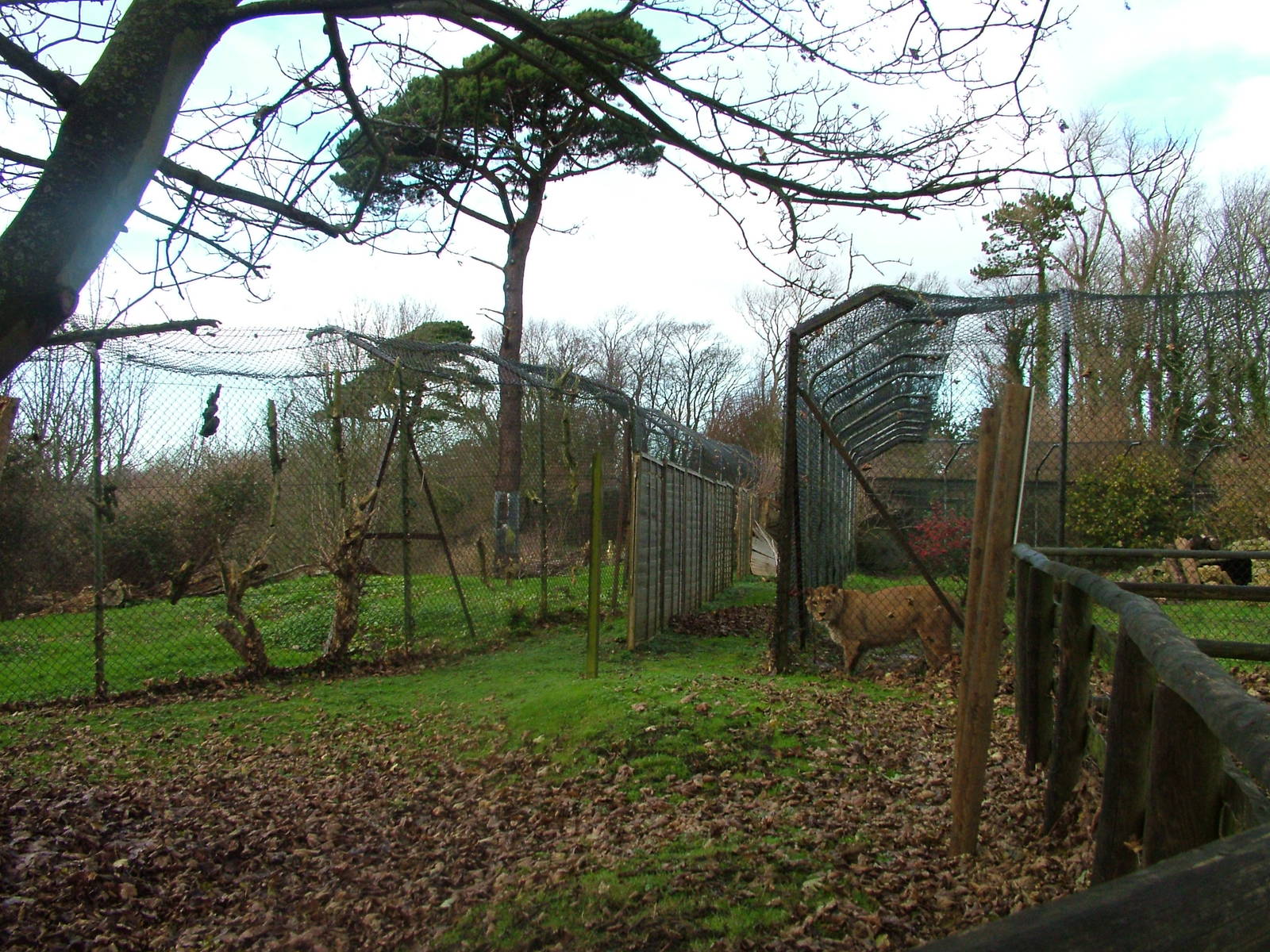 Snow Leopard and Barbary Lion exhibits at Port Lympne 27/11/09