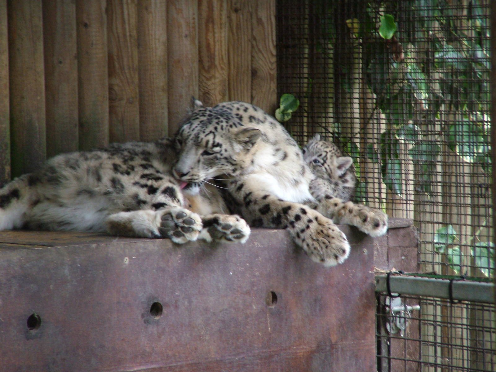 Snow Leopard and cub at Paradise WP, Broxbourne 25/07/09