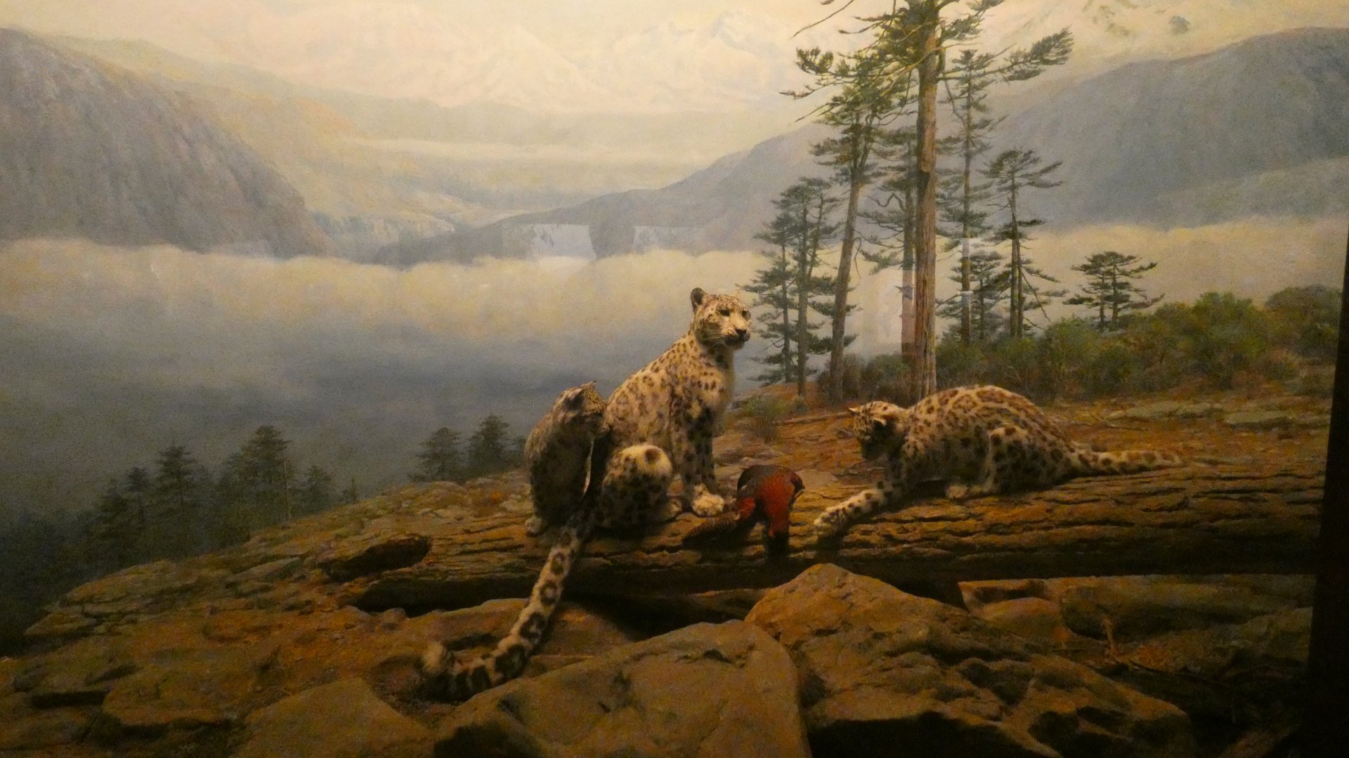 Snow Leopard and Cubs, Hall of Asian Mammals - Feb. 2022