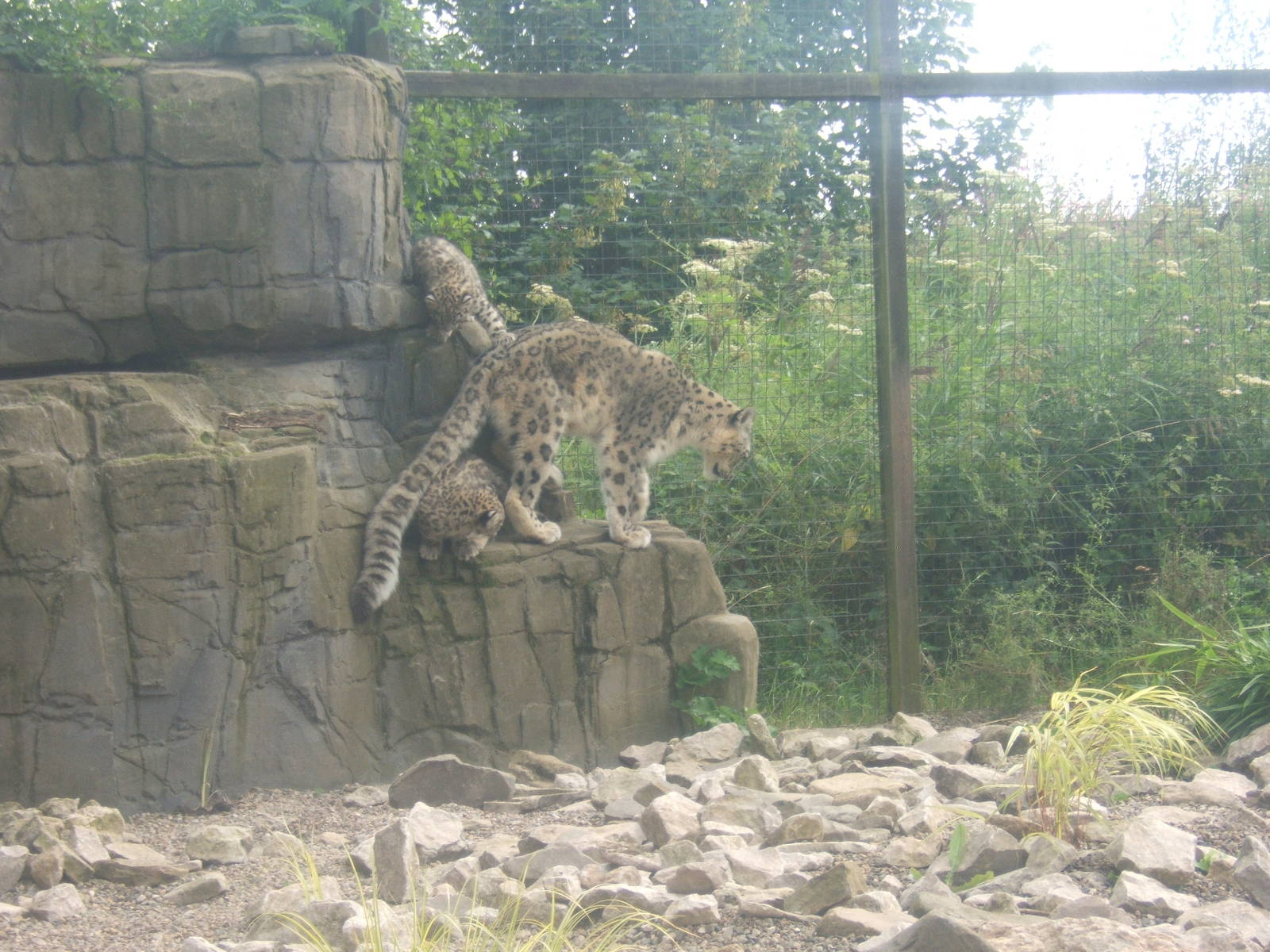 Snow Leopard and cubs