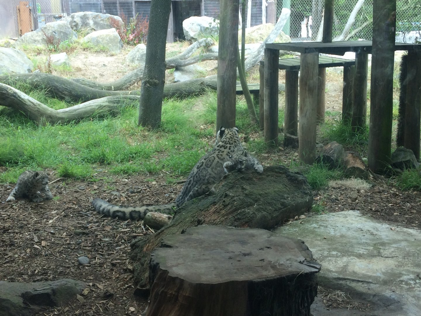Snow leopard and cubs