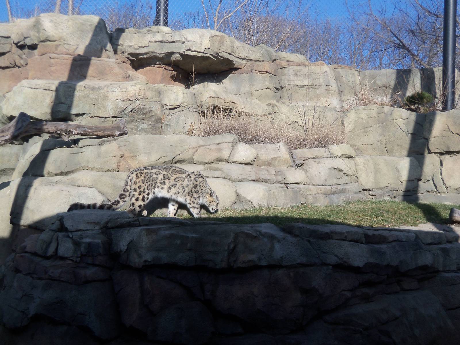 Snow Leopard and Exhibit