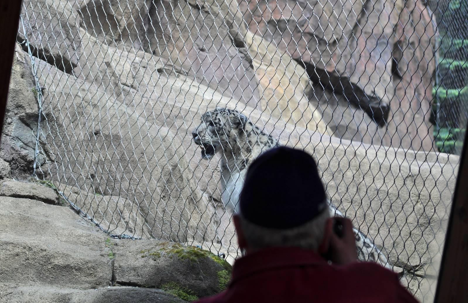 Snow Leopard and Guest
