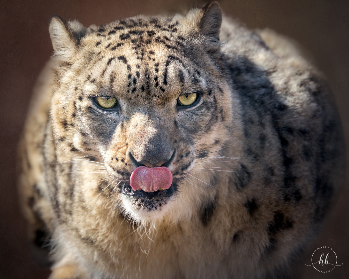 Snow Leopard (Aruna) / Wolds Wildlife Park / 18-4-23