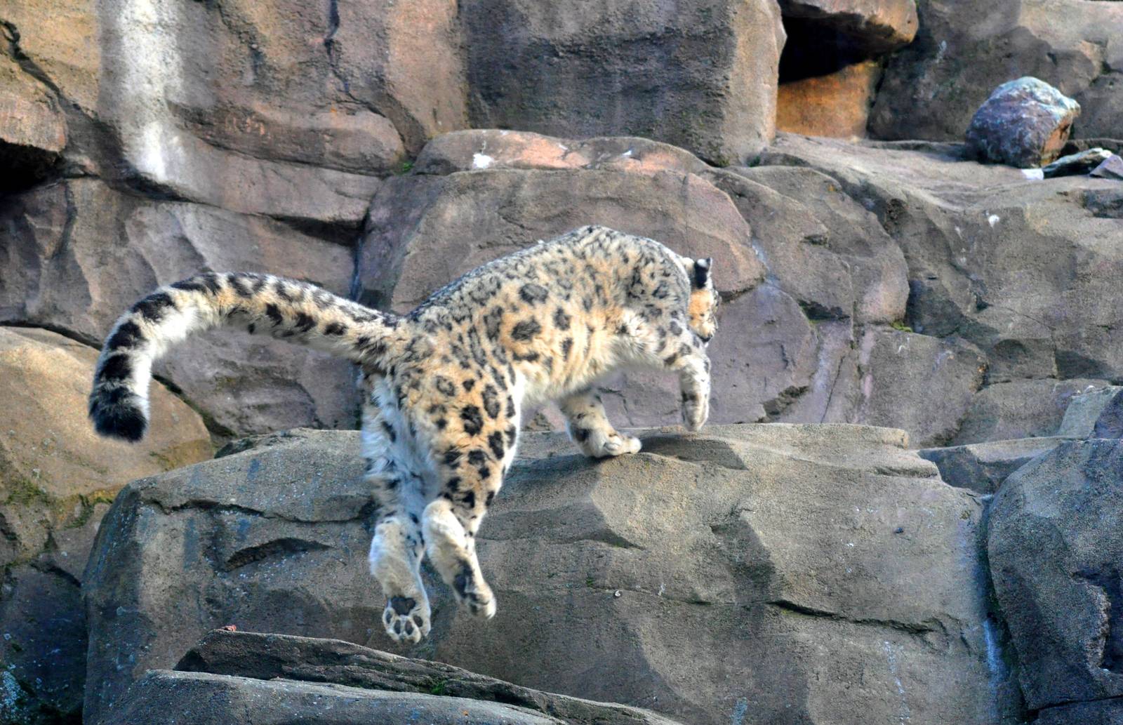 Snow Leopard ascendant