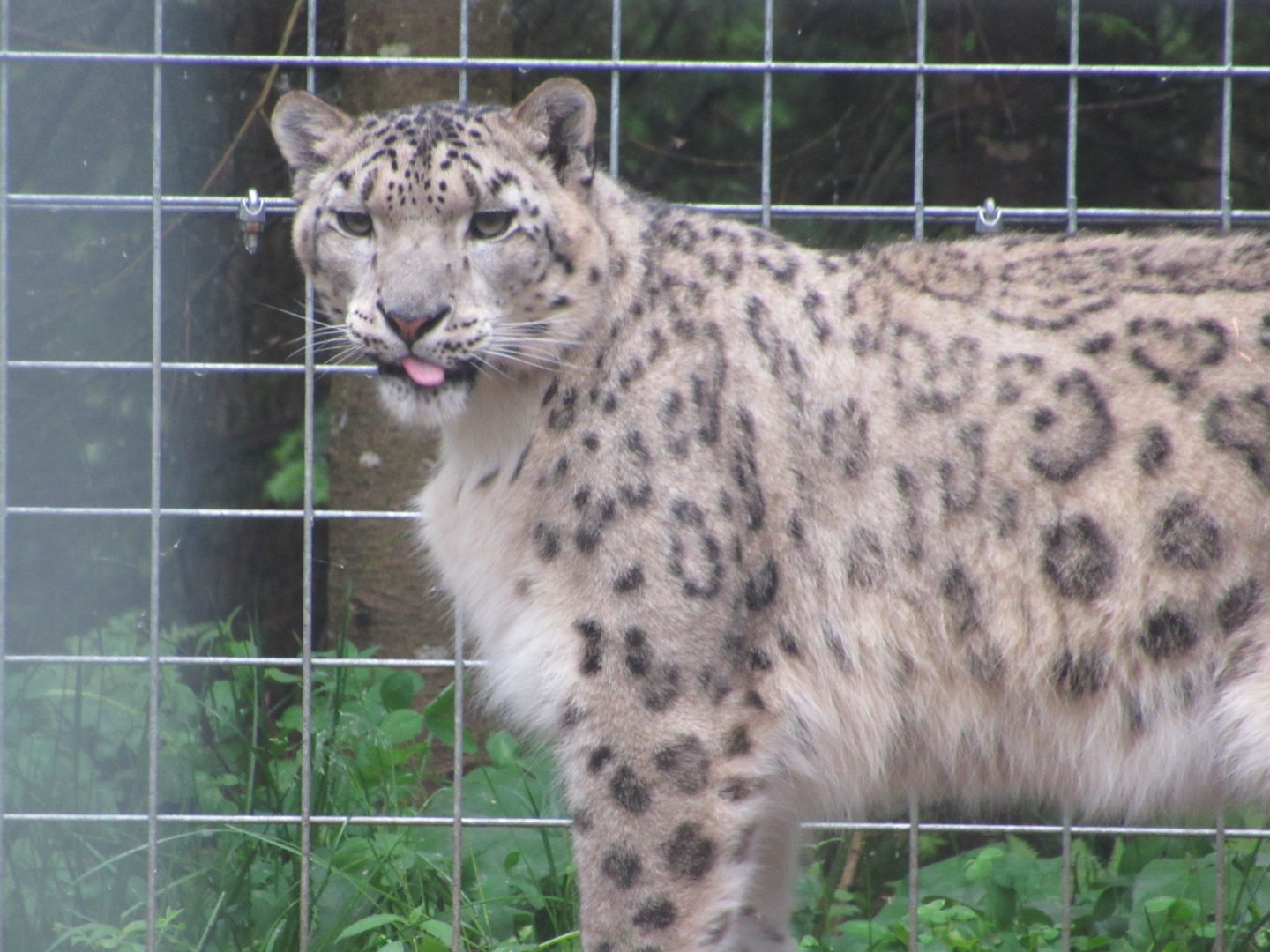 Snow Leopard Asha