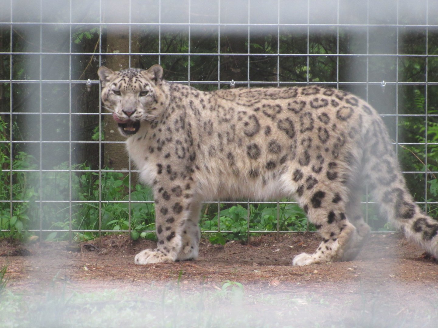 Snow Leopard Asha