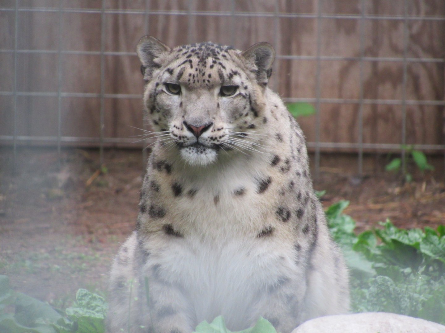 Snow Leopard Asha