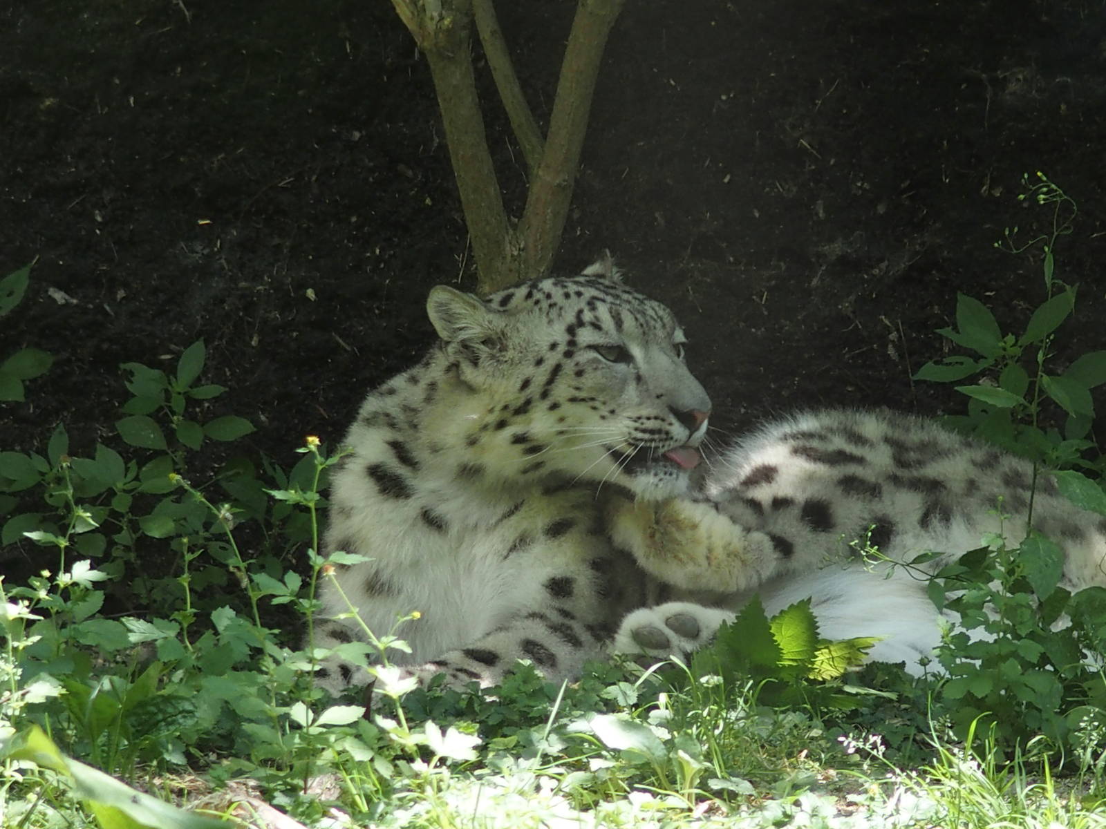 Snow leopard Asia zone