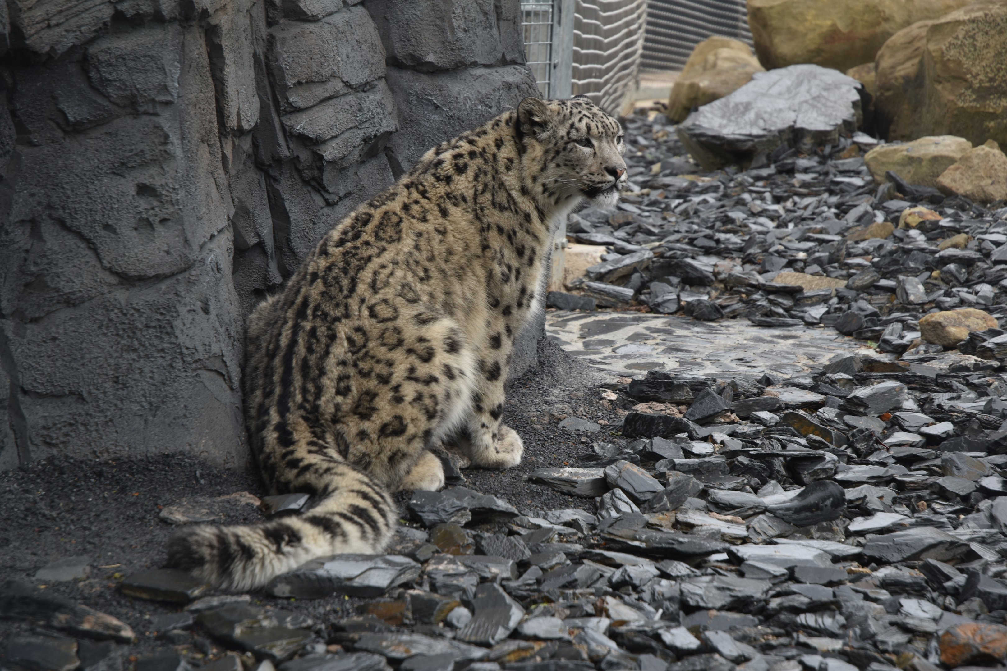Snow Leopard at Chester, 18th April 2024